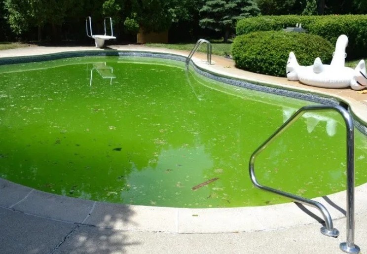 Yosun ve Mikrop Temizliği